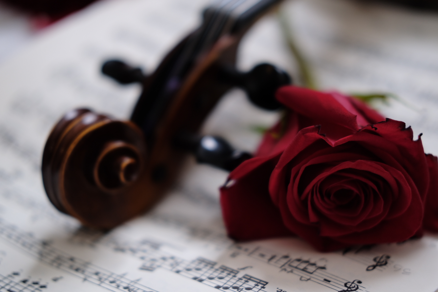 A violin and a rose 